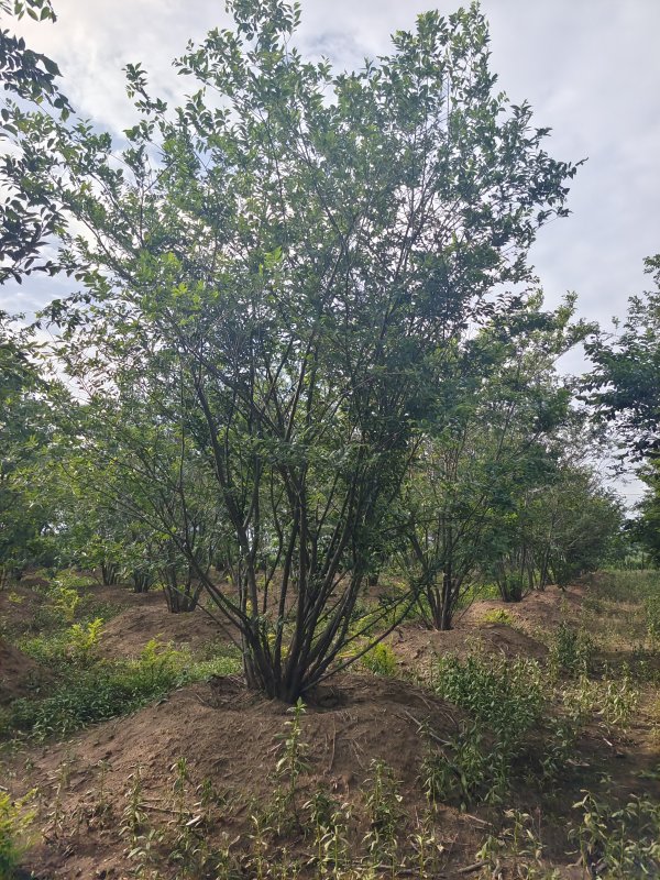 丛生朴树_绿化苗木_--西北苗木网