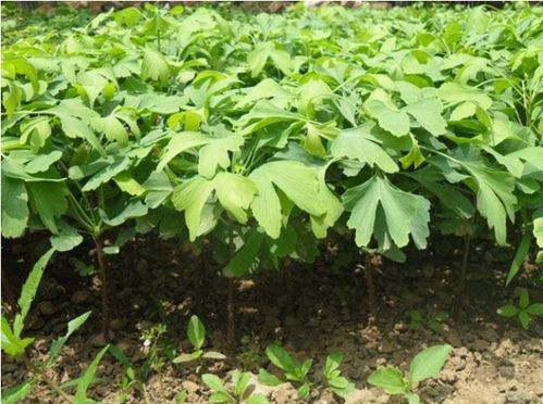 这3种树可不能小瞧,坚持养几年,越养越值钱,种它的人都赚翻了