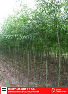 柳树苗批发价 柳树苗 三木苗木种植专业合作社 查看