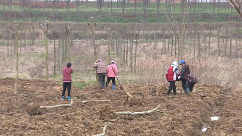 人勤春来早 奋斗正当时 春光正好,植树正酣