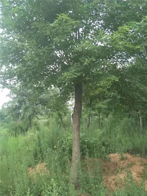 恭喜九洲园林入驻苗木通平台 专注于精品苗木的培育