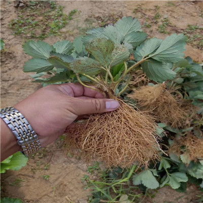 塞娃草莓苗种植条件 退耕还林塞娃草莓苗