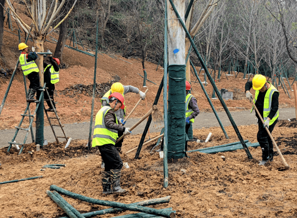 从一株苗到一片绿,温州园博园苗木种植首阶段收官_植物_乔木_园区