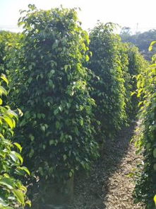 龙海市东泗兴辉园艺场 热卖促销 阿土伯网