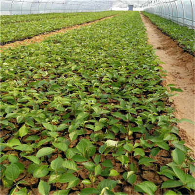 吉塞拉樱桃树苗价格 3公分车厘子樱桃苗批发及报价 樱桃树苗种植高产技术