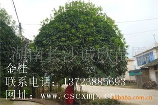 供应 精品桂花树指导价 供应 精品桂花树厂商 供应 精品桂花树厂商 图 尽在农苗网 湖南长沙诚欣苗圃