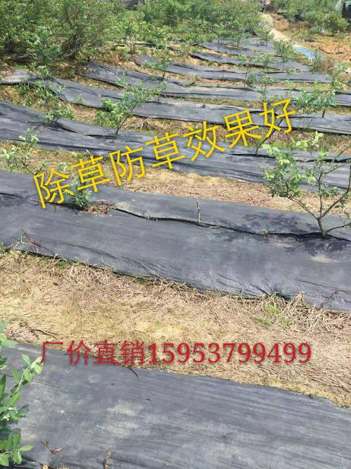 【濮阳市2020年编织袋果园防草布厂家除草布批发】- 