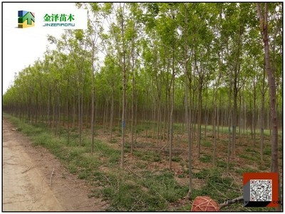 白蜡树苗图片|苗木|苗木图库|597苗木网