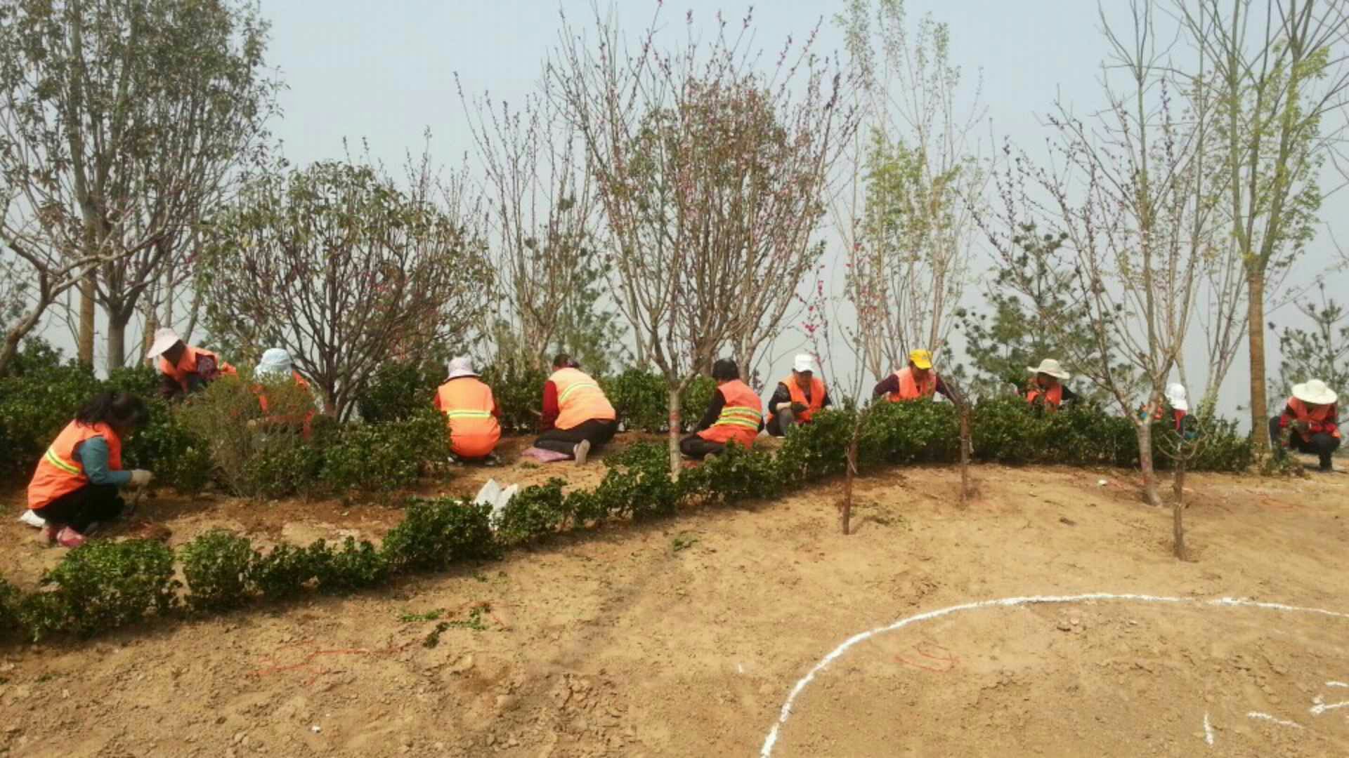 西安室外园林绿化养护的栽植类型有哪些_种植