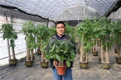 杨家岭社区:大棚花卉种植 铺就芬芳致富路