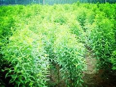 潍坊优质映霜红桃苗价格 桃苗种植基地图片|潍坊优质映霜红桃苗价格 桃苗种植基地产品图片由青州 果树苗木公司生产提供-