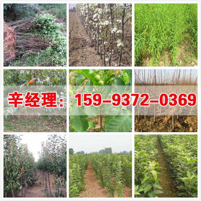 菏泽2公分梨树苗种植基地