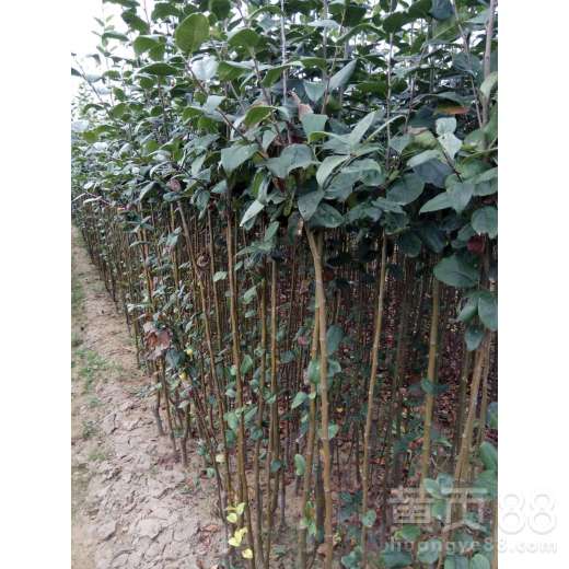 【贵州省寒富苹果成活率高苹果树苗出售】- 