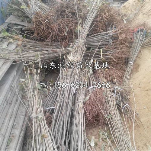 京东板栗苗价格多少钱