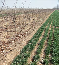 大金星山楂树苗种植青海山楂苗批发