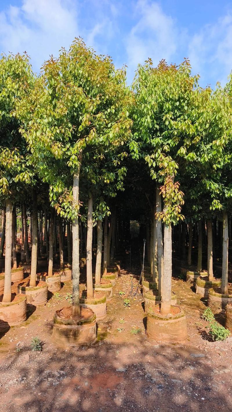 8分到15分滇润楠库存五千棵#苗木种植基地