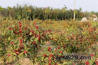 寿光苗木北美冬青在线咨询北美冬青山东北美冬青_志趣网