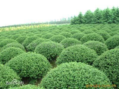句容苗木图片