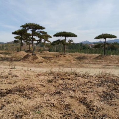 莱芜市贺东苗木种植专业合作社