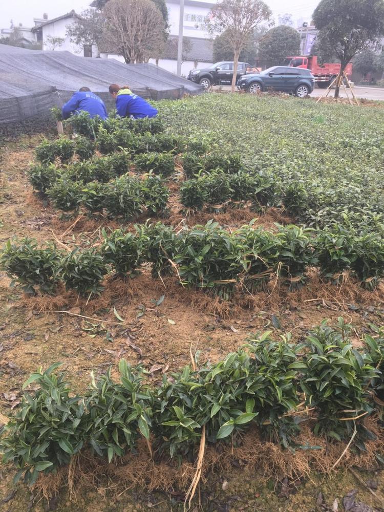 新品种茶苗 良种茶苗 优质茶苗批发供应