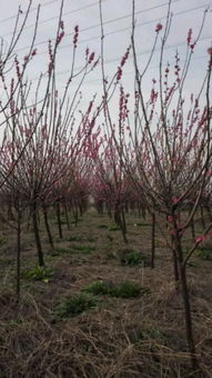 恭喜宁波阳光苗木园入驻苗木通平台 致力于精品苗木种植