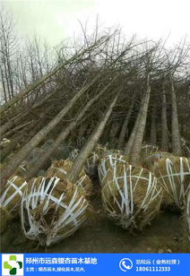 出售银杏树 银杏树 远森银杏苗木种植专业合作社