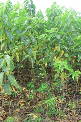 【车厘子苗批发简阳泰丰优质黑珍珠车厘子树苗美国车厘子果树苗】简阳市泰丰苗木种植专业合作社 - 产品库