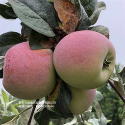 甘孜 富士王苹果树苗丰产 新闻