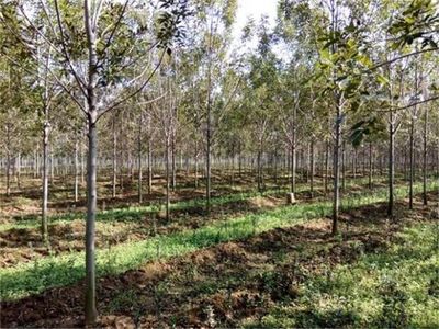 白蜡10公分、11公分白蜡李营价格详情