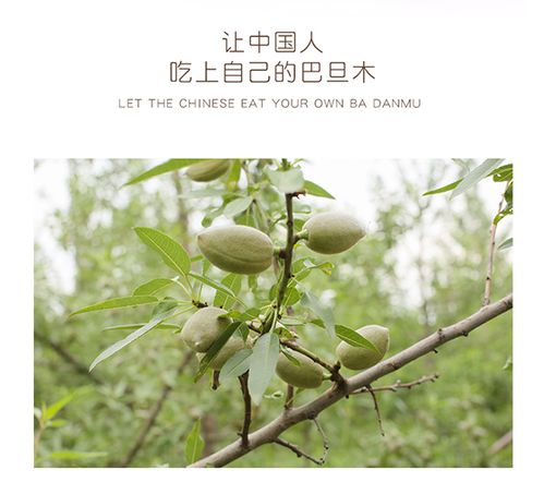 巴旦木苗木种植户 圣果 巴旦木其营养价值丰富不可多得