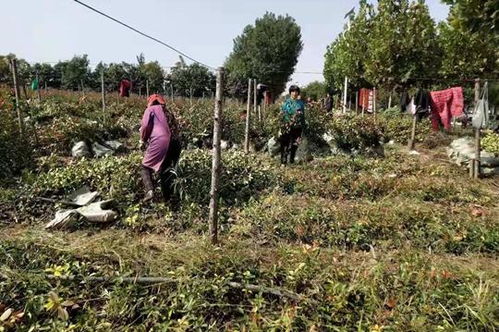新郑市郭店镇岗时村 发展苗木种植铺就绿色致富路