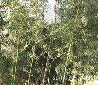 质优京竹竹子树苗竹子苗木竹子竹子小苗指导价 质优京竹竹子树苗竹子苗木竹子竹子小苗厂商 质优京竹竹子树苗竹子苗木竹子竹子小苗厂商 图 尽在农苗网 天水市麦积区大青山种植专业合作社