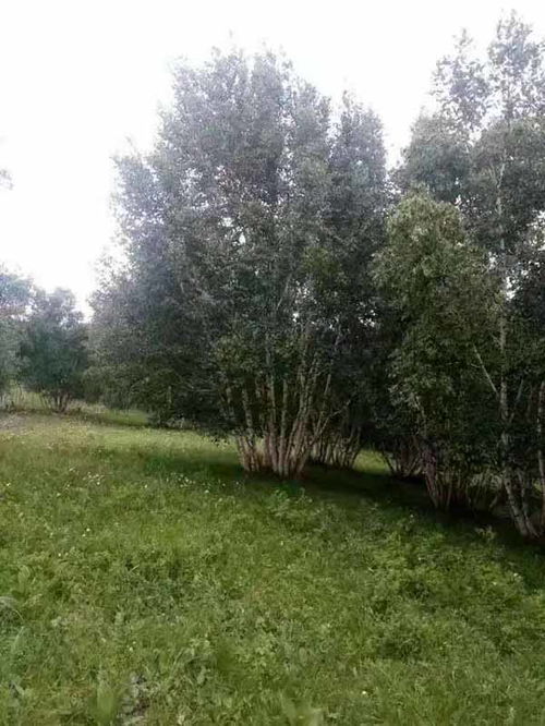 广元白桦树苗出售服务热情