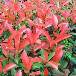 金华有利苗木种植场