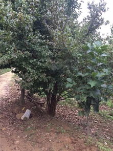 恭喜九洲园林入驻苗木通平台 专注于精品苗木的培育