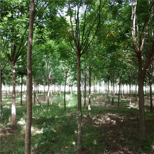 【10公分国槐价格国槐种植国槐发帽2年冠国槐】-