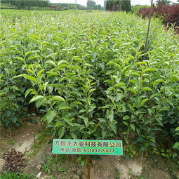 【梨树苗订购玉露香梨种类特征】-