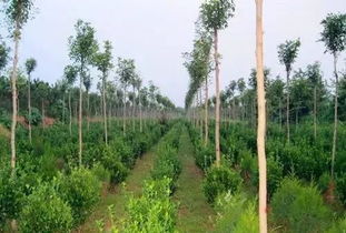 绿化苗木如何搭配种植