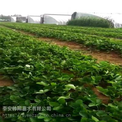 山东泰安塞娃草莓苗 种植厂家 甜查理草莓苗 采购基地 帅阳苗木 调价汇总价格 中国供应商