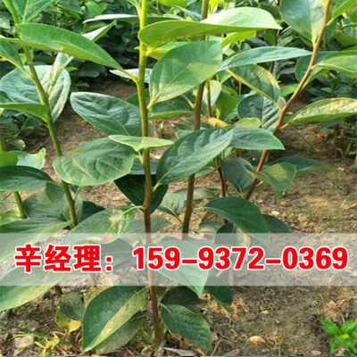 小叶女贞价格表 长治小叶女贞 股份集团