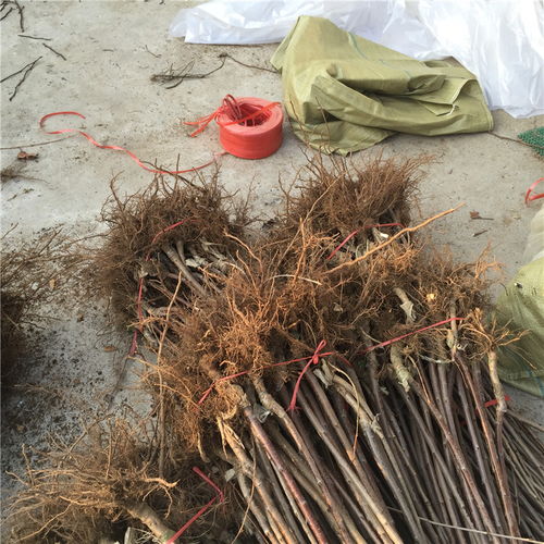 【想了解晚红蜜樱桃苗价格、晚红蜜樱桃苗宿迁种植基地】- 