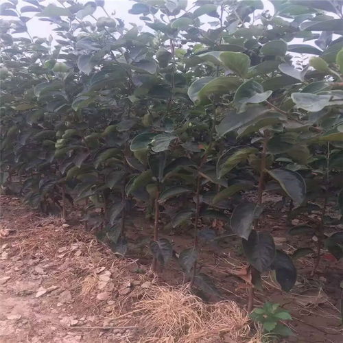 水果柿子大秋树苗什么时候种植 品种纯正的大秋柿子苗基地