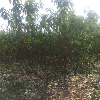 2017年金童5号桃树苗种植基地_泰安开发区忠民苗木中心 - 商国互联网