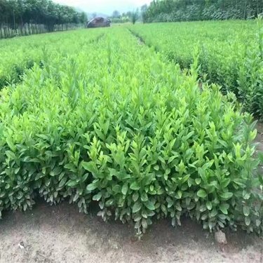 开原市东北苗木种植专业合作社