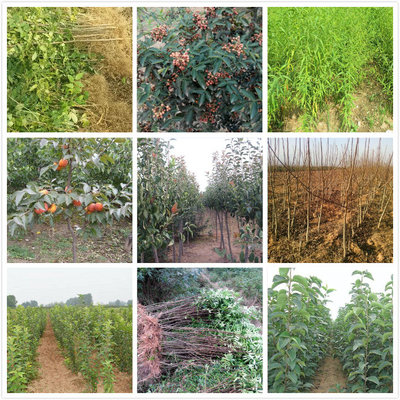 胶南直销枇杷,小叶女贞基地报价