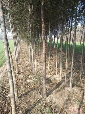【榆树|河北榆树苗】惠民县稀景苗木种植专业合作社 - 产品库