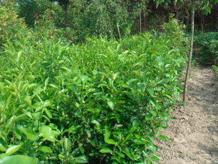 园林植物_江苏靖江市百盛园苗木种植专业合作社-