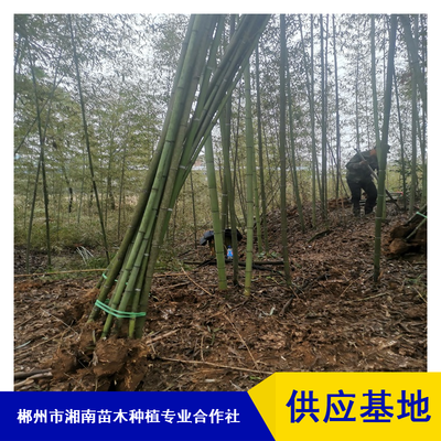 庭院绿化刚竹_遂宁绿化工程刚竹苗_观赏基地