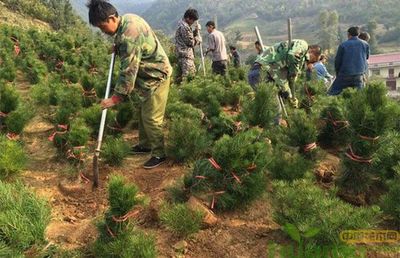 春季苗木移栽要警惕这些问题!