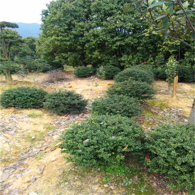 供应龟甲冬青 河南龟甲冬青报价 常绿型苗木绿篱苗 灌丛